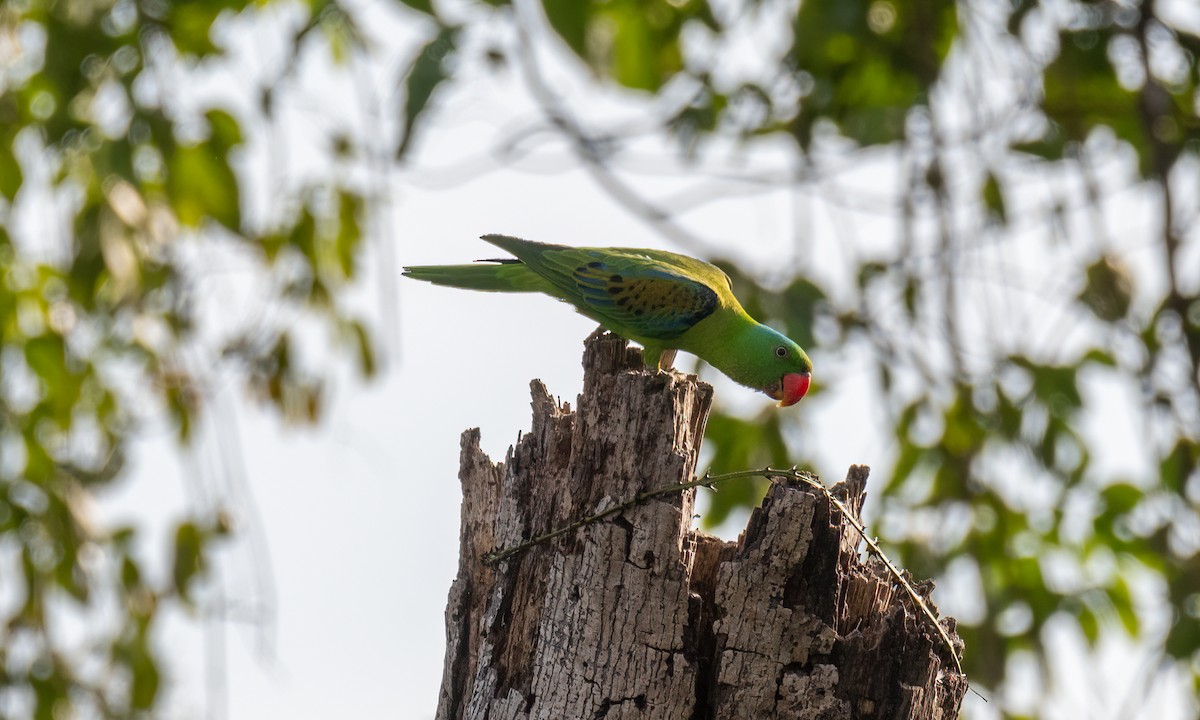 Blue-naped Parrot - ML620480525