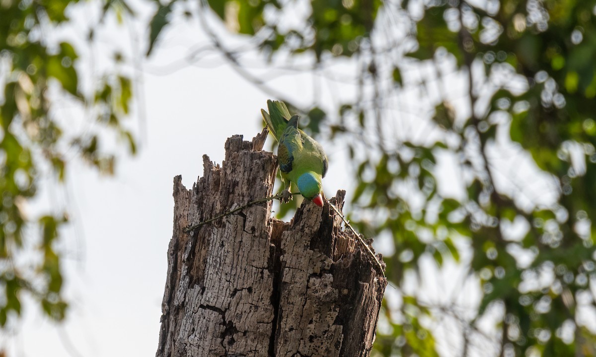 Blue-naped Parrot - ML620480527