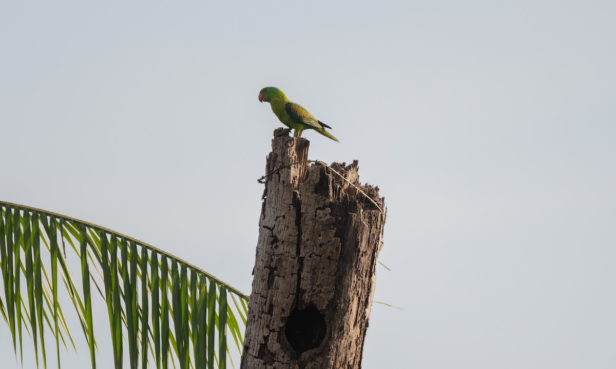 Blue-naped Parrot - ML620480528