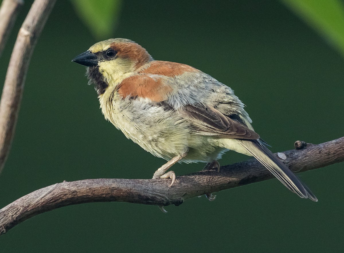 Plain-backed Sparrow - ML620480533