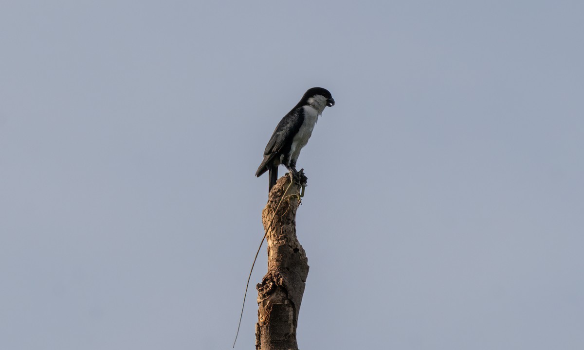 Philippine Falconet - ML620480538