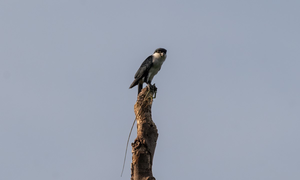 Philippine Falconet - ML620480539