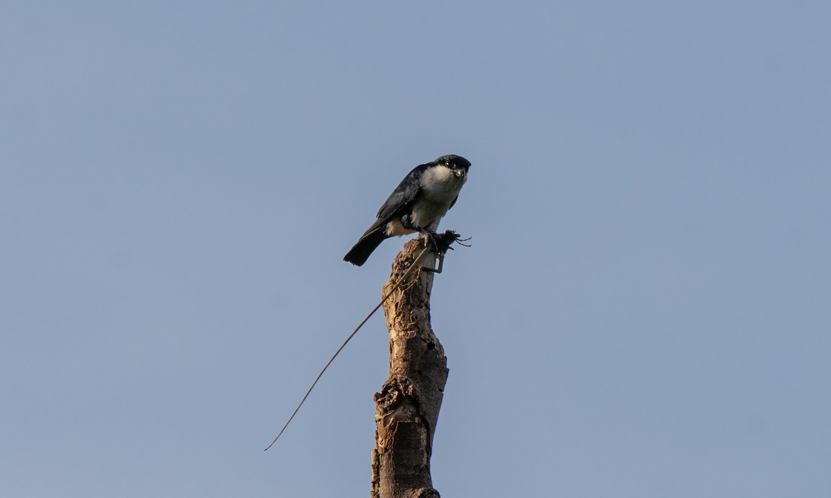 Philippine Falconet - ML620480541