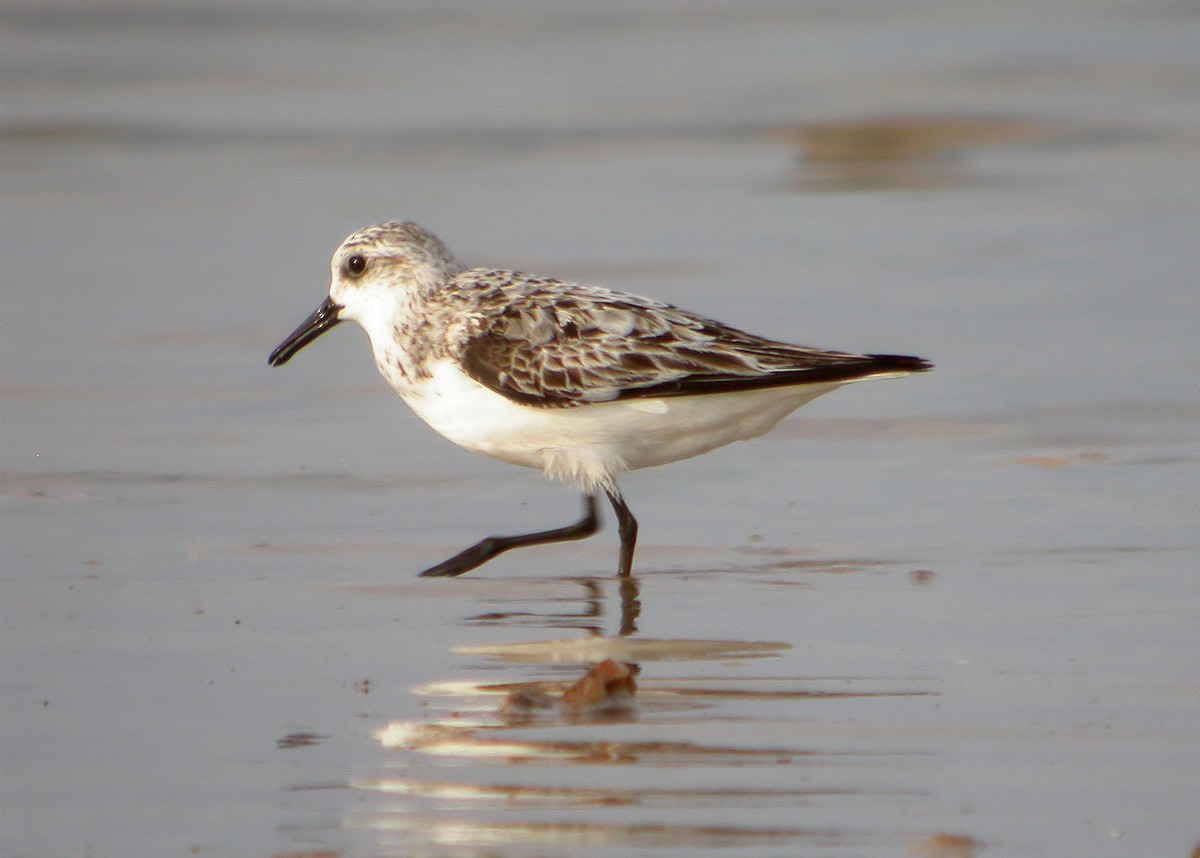 Sanderling - Delfin Gonzalez