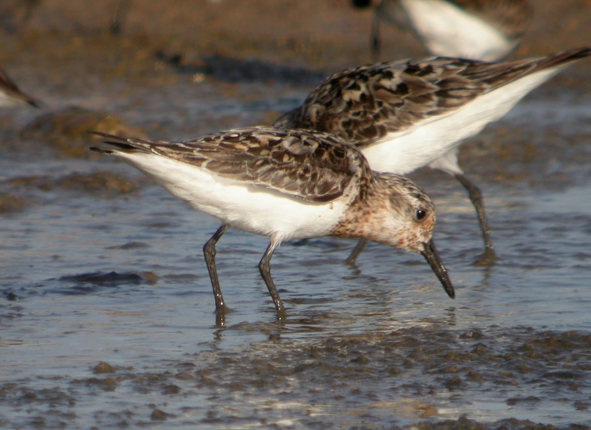 Sanderling - ML620480547