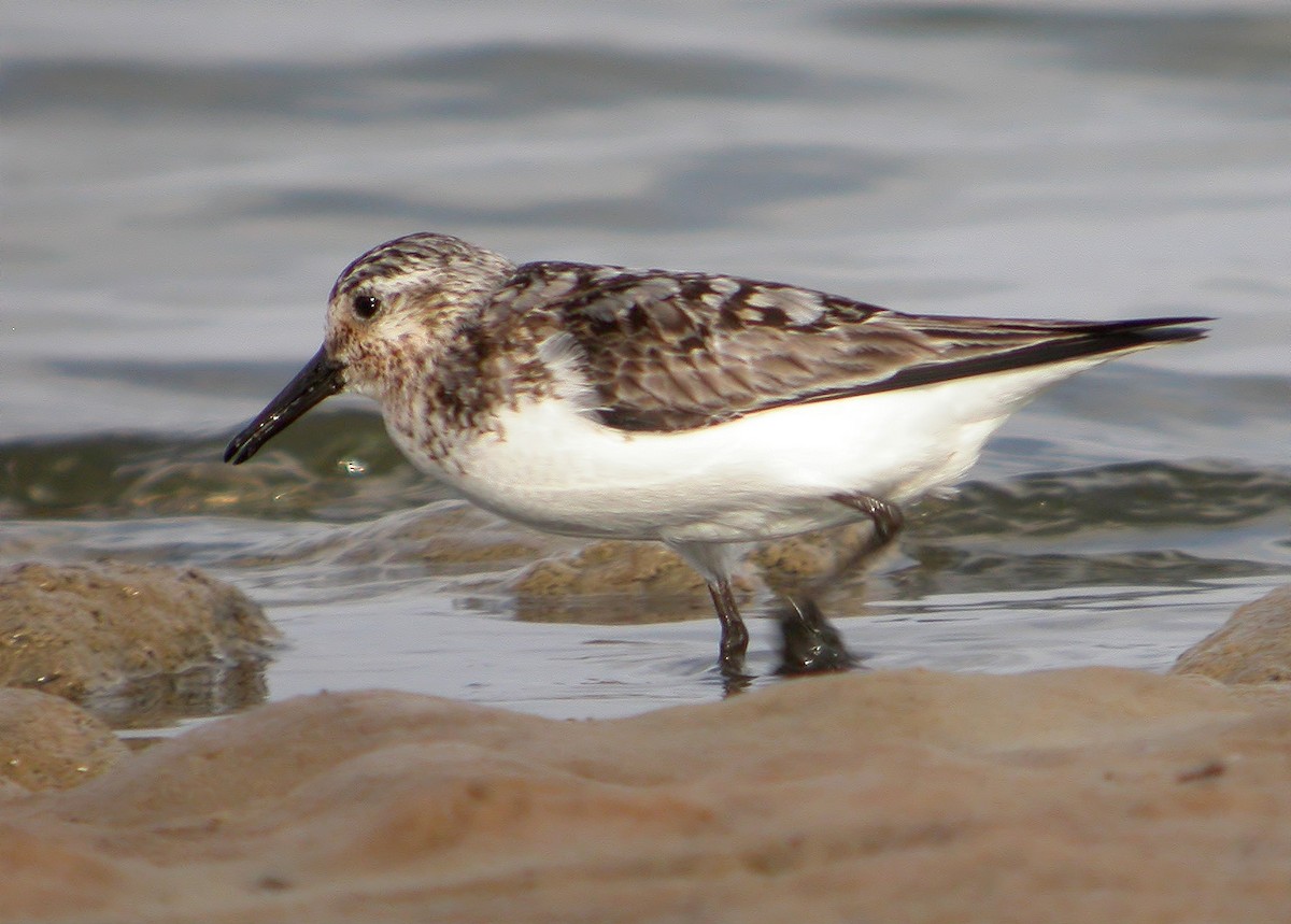 Sanderling - ML620480551