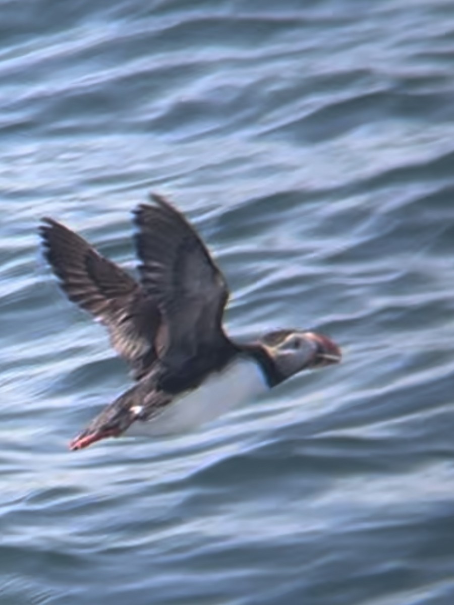 Atlantic Puffin - ML620480563