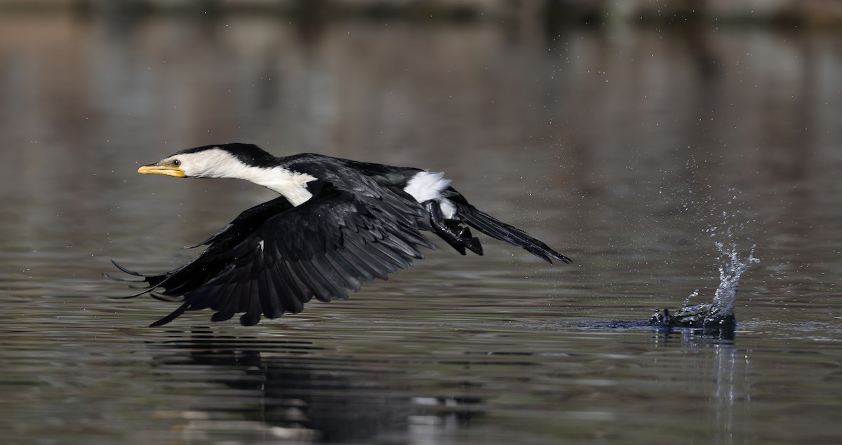 Little Pied Cormorant - ML620480566