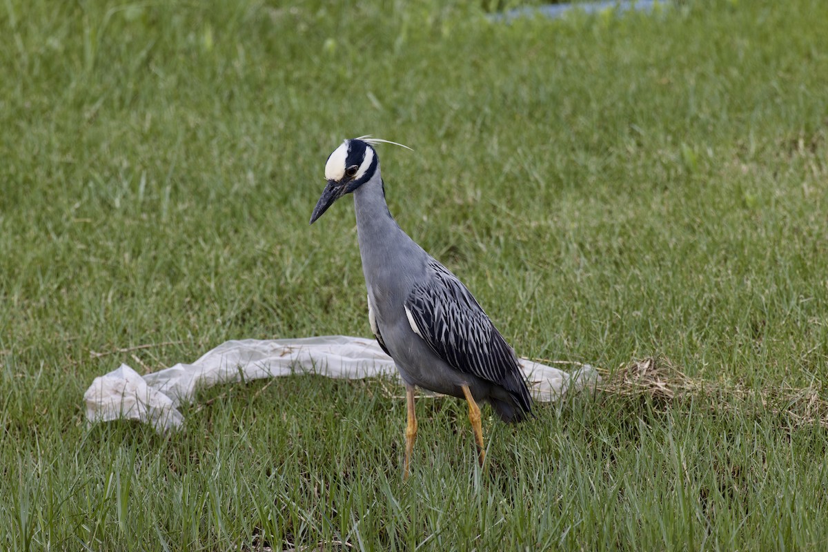 Yellow-crowned Night Heron - ML620480567