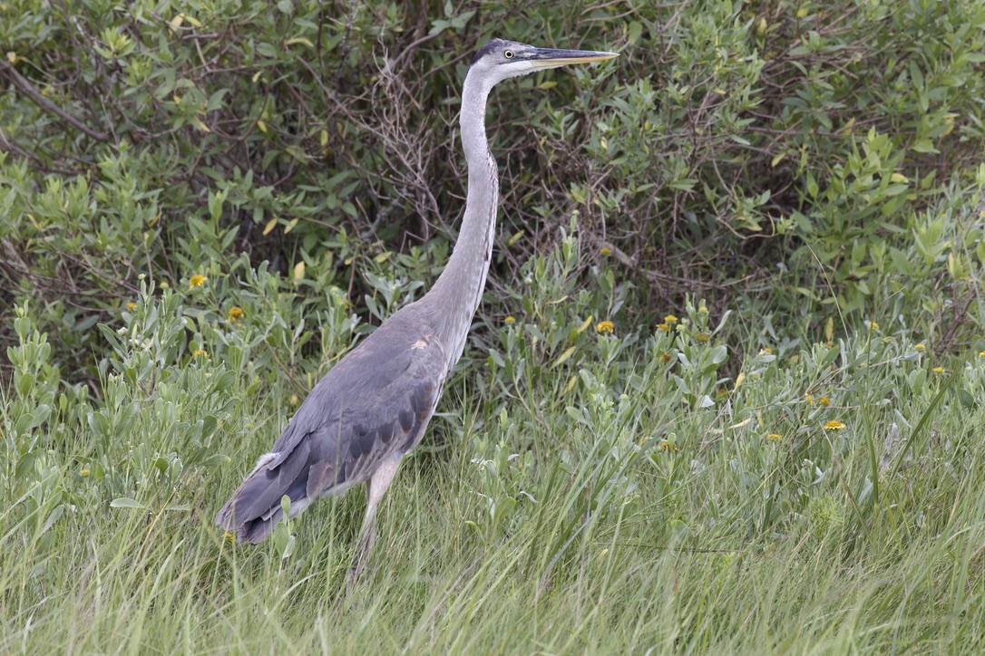 Great Blue Heron - ML620480571