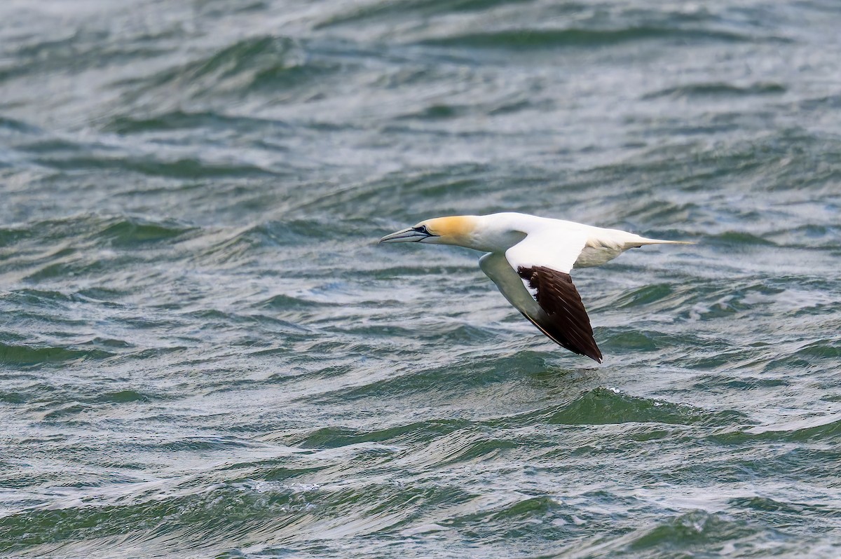 Northern Gannet - ML620480579