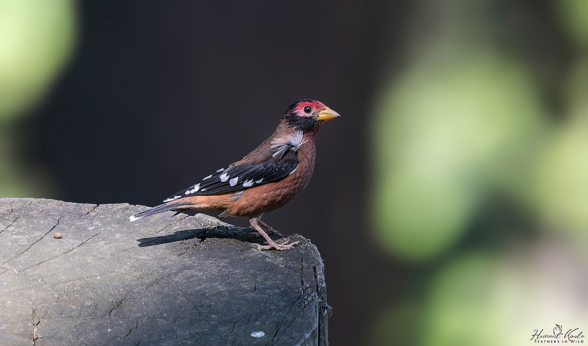 Spectacled Finch - ML620480583