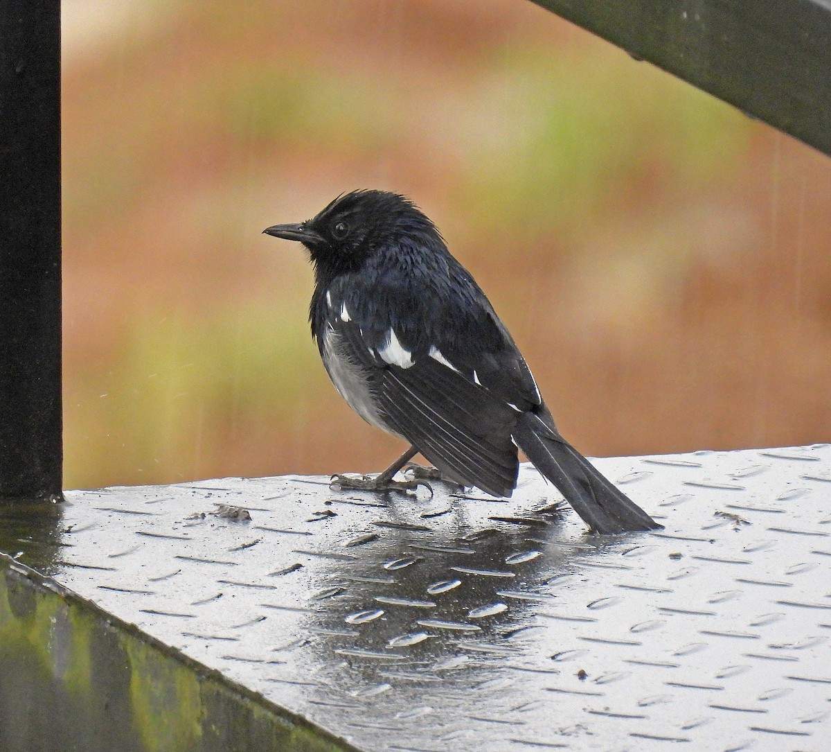 Oriental Magpie-Robin - ML620480585