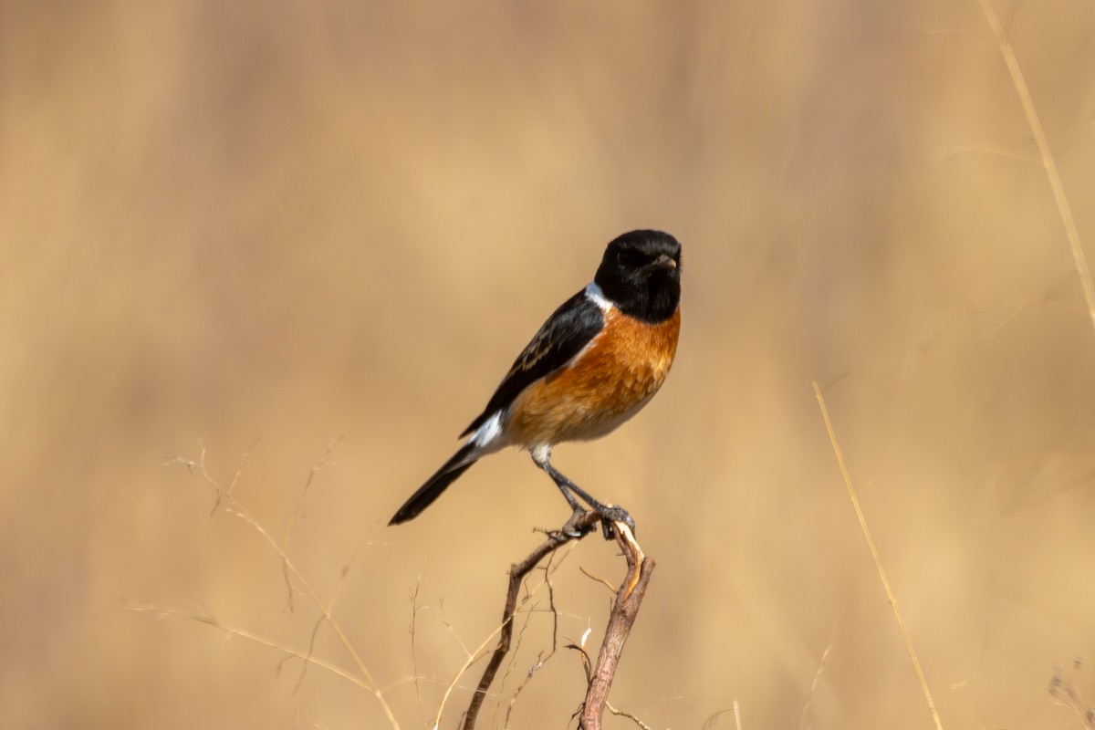 African Stonechat - ML620480591