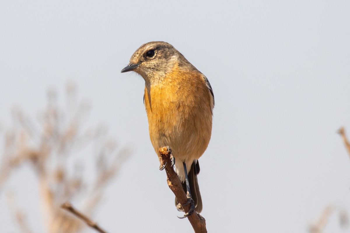 African Stonechat - ML620480592