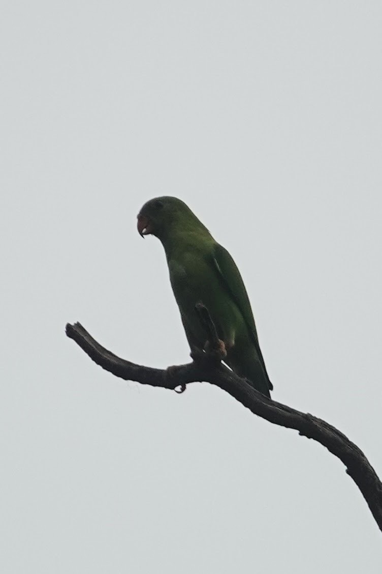 Vernal Hanging-Parrot - ML620480596