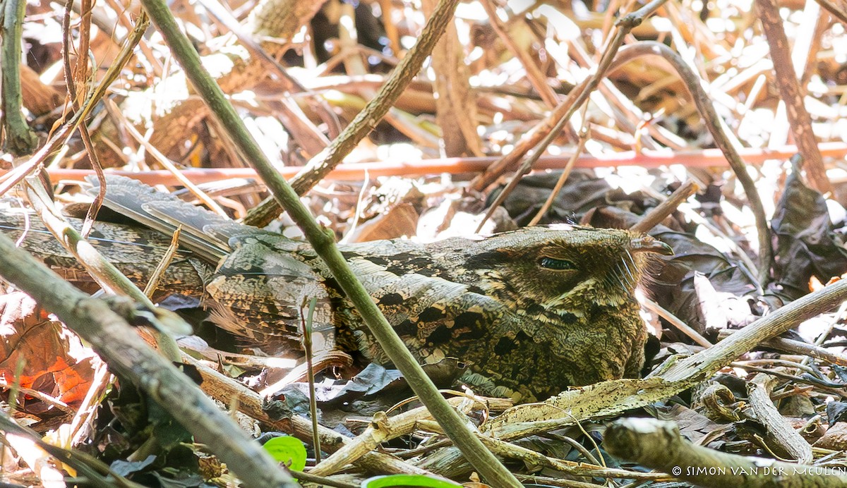 Sulawesi Nightjar - ML620480597