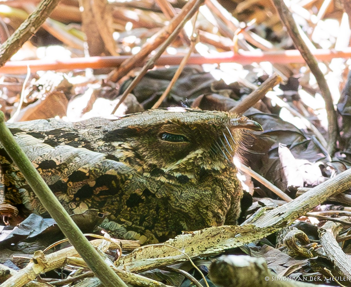 Sulawesi Nightjar - Simon van der Meulen