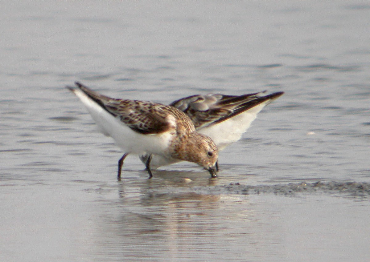 Sanderling - ML620480605