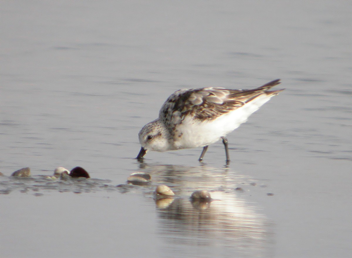 Sanderling - ML620480606