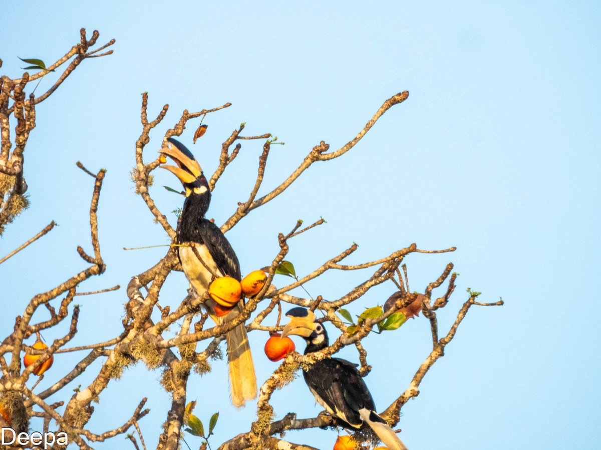 Malabar Pied-Hornbill - ML620480607