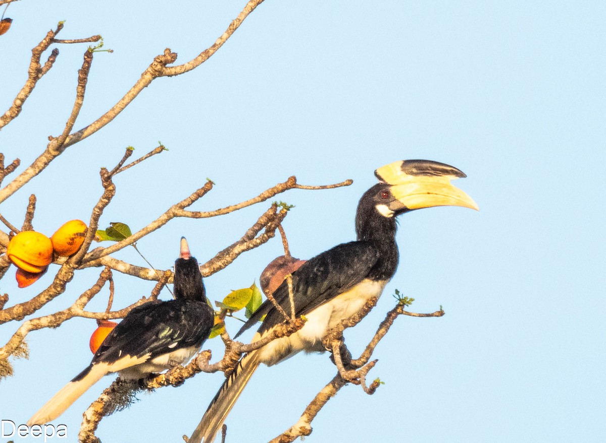 Malabar Pied-Hornbill - ML620480608