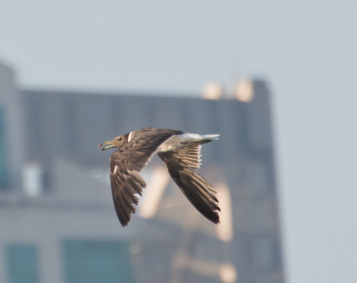 Sooty Gull - ML620480610