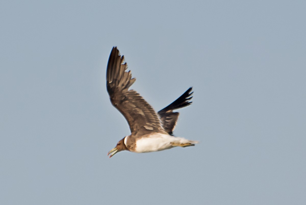 Gaviota Cejiblanca - ML620480611