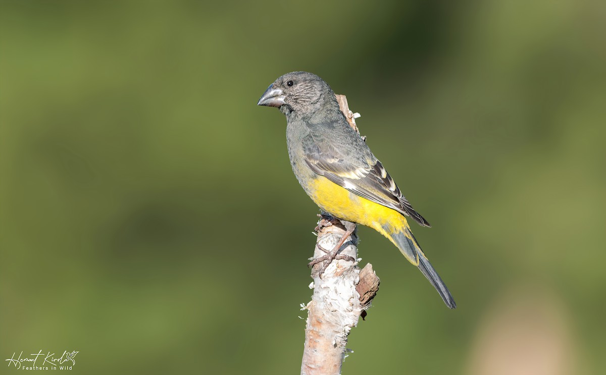 White-winged Grosbeak - ML620480612