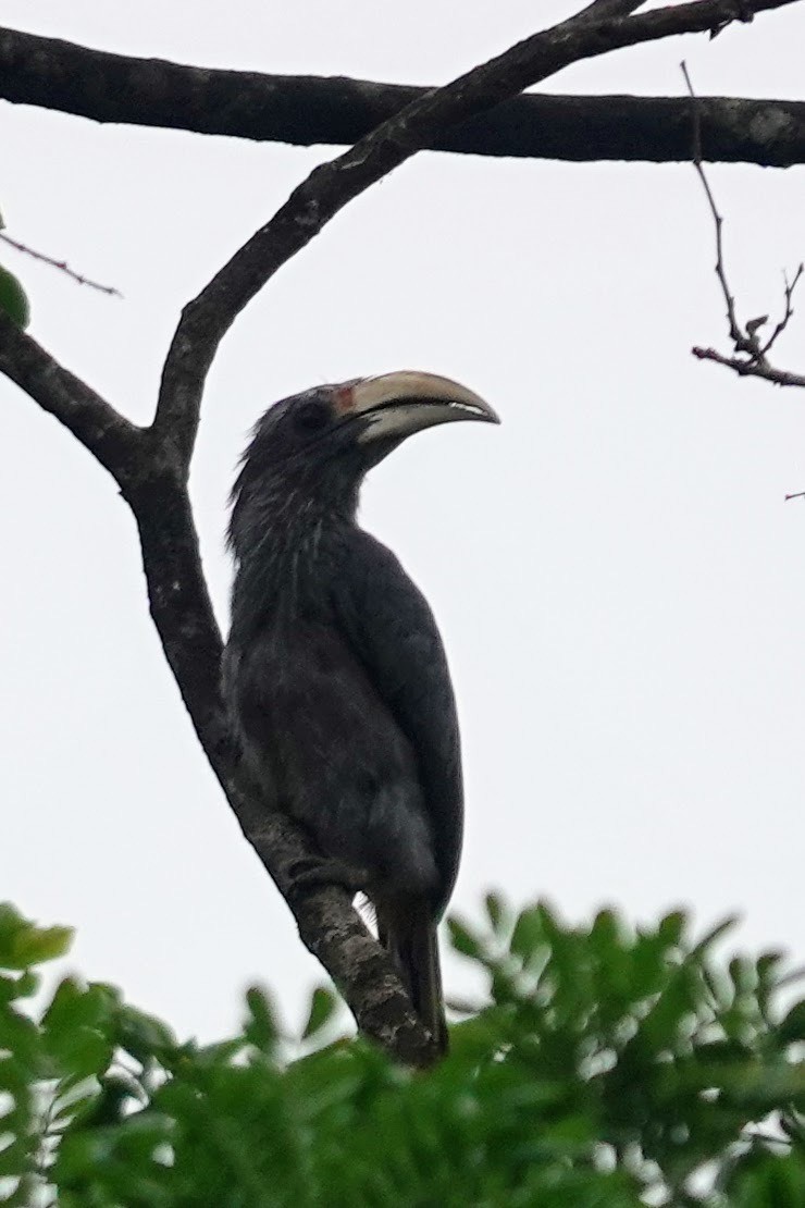 Malabar Gray Hornbill - ML620480615