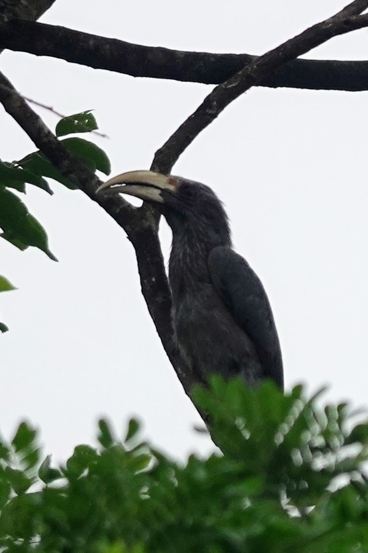 Malabar Gray Hornbill - ML620480616