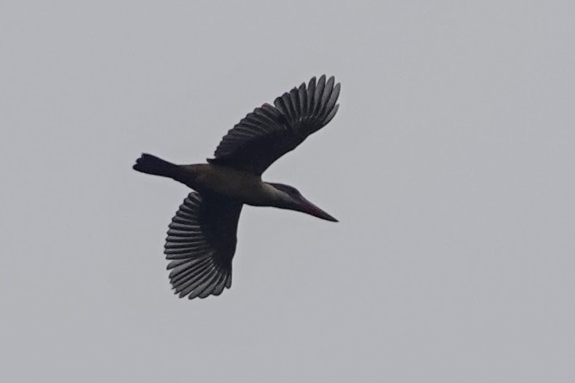 Stork-billed Kingfisher - ML620480618