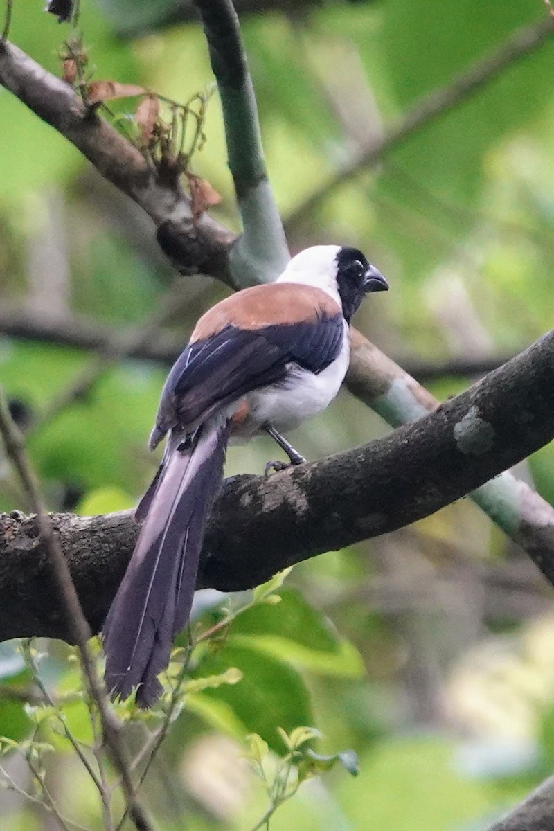 White-bellied Treepie - ML620480623