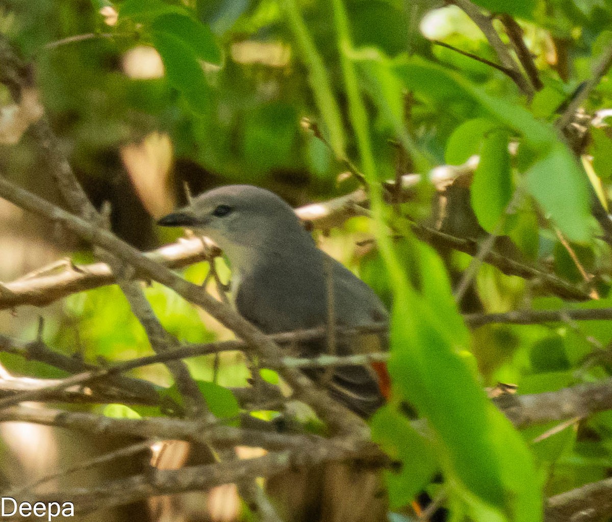 Zwergmennigvogel - ML620480626