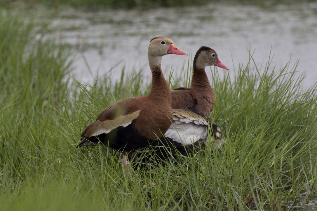 Black-bellied Whistling-Duck - ML620480627