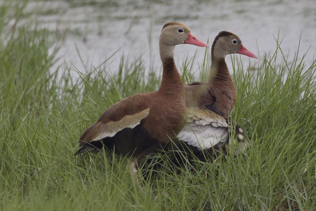 Black-bellied Whistling-Duck - ML620480628