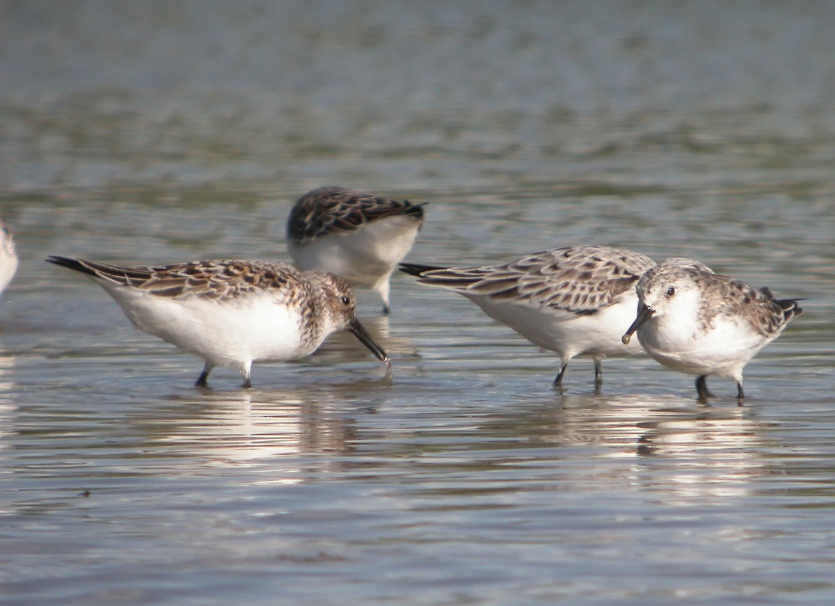 Bécasseau sanderling - ML620480635