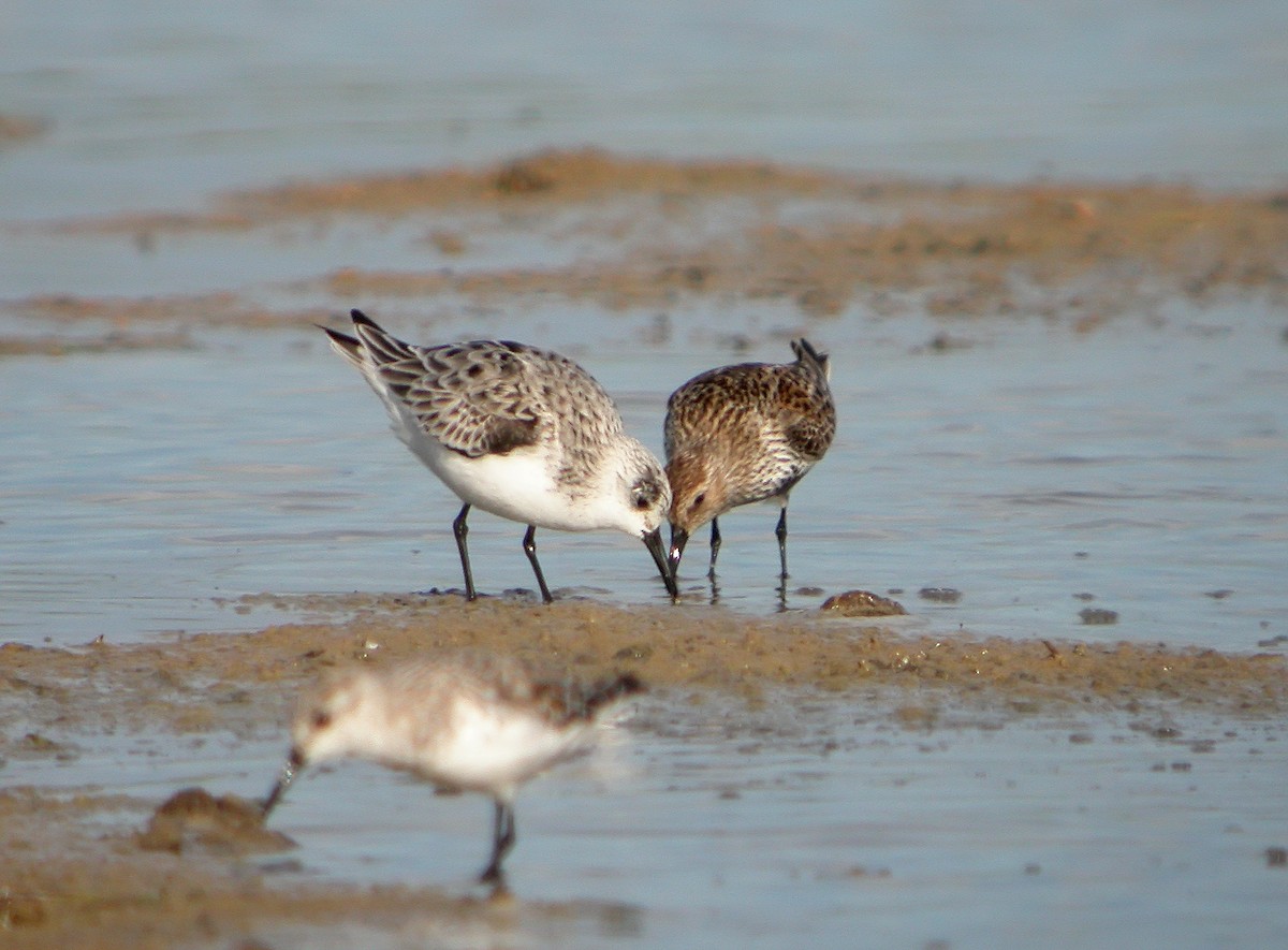 Sanderling - ML620480637