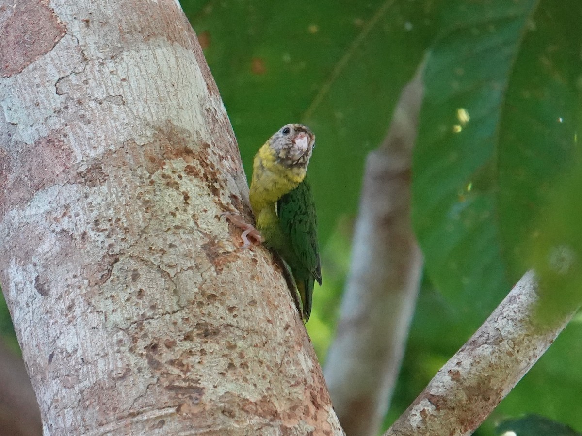 Meek's Pygmy-Parrot - ML620480639