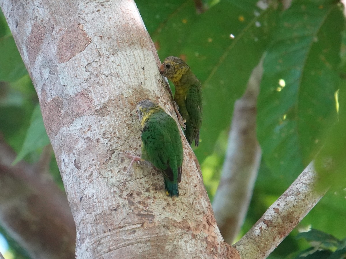 Meek's Pygmy-Parrot - ML620480640