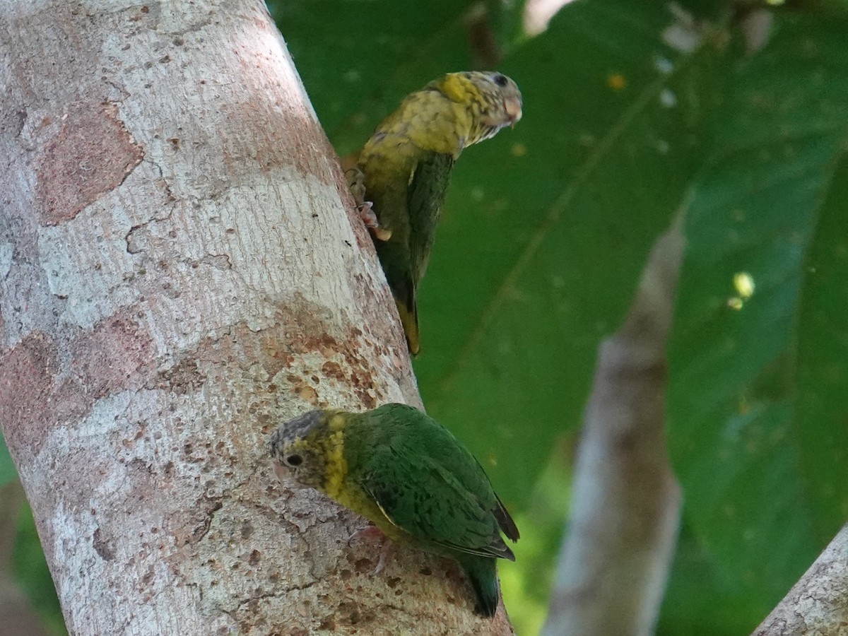 Meek's Pygmy-Parrot - ML620480641