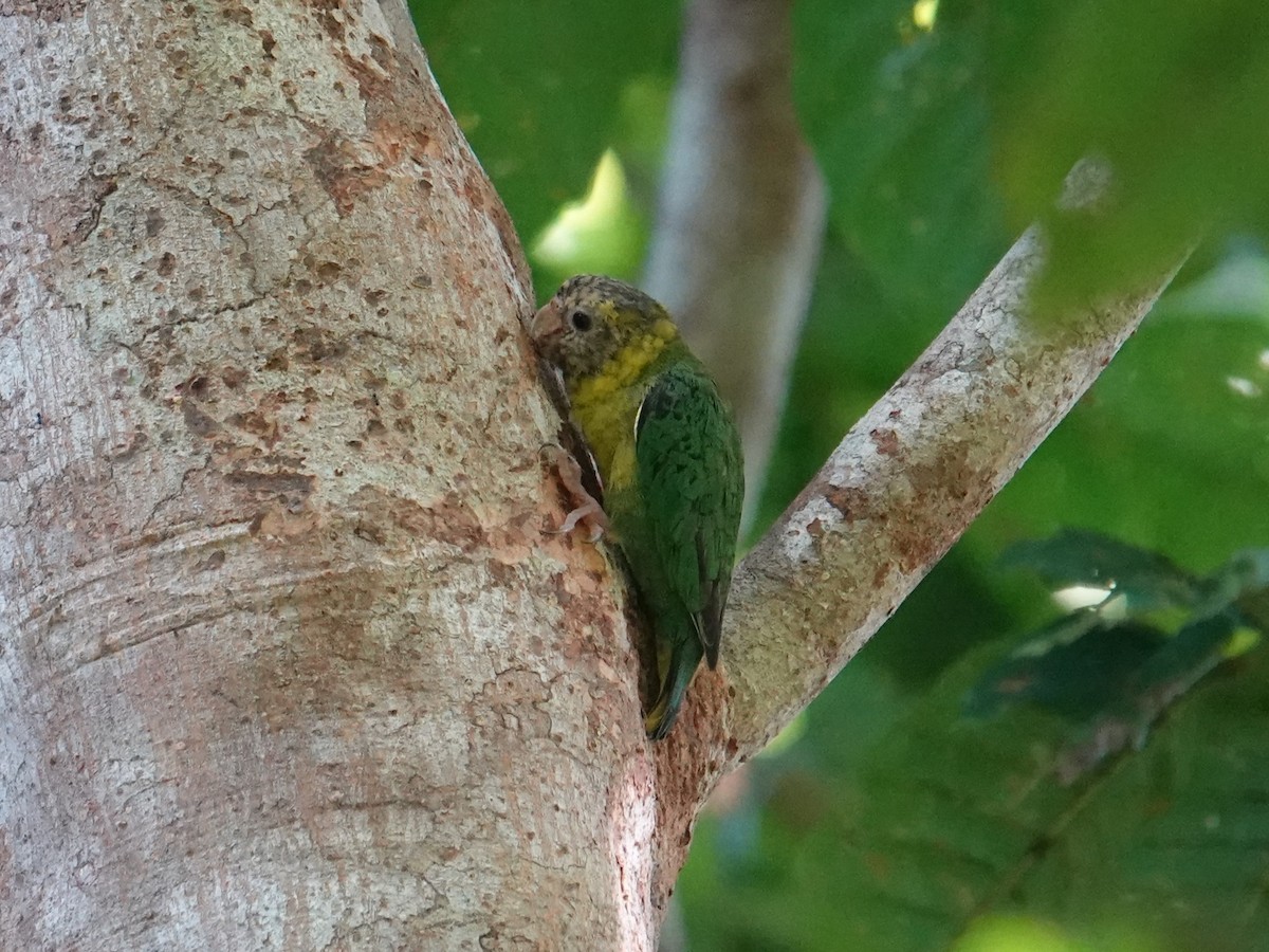 Meek's Pygmy-Parrot - ML620480642