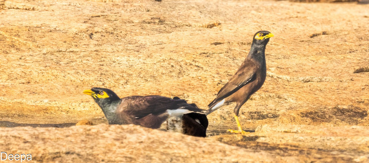 Common Myna - ML620480643