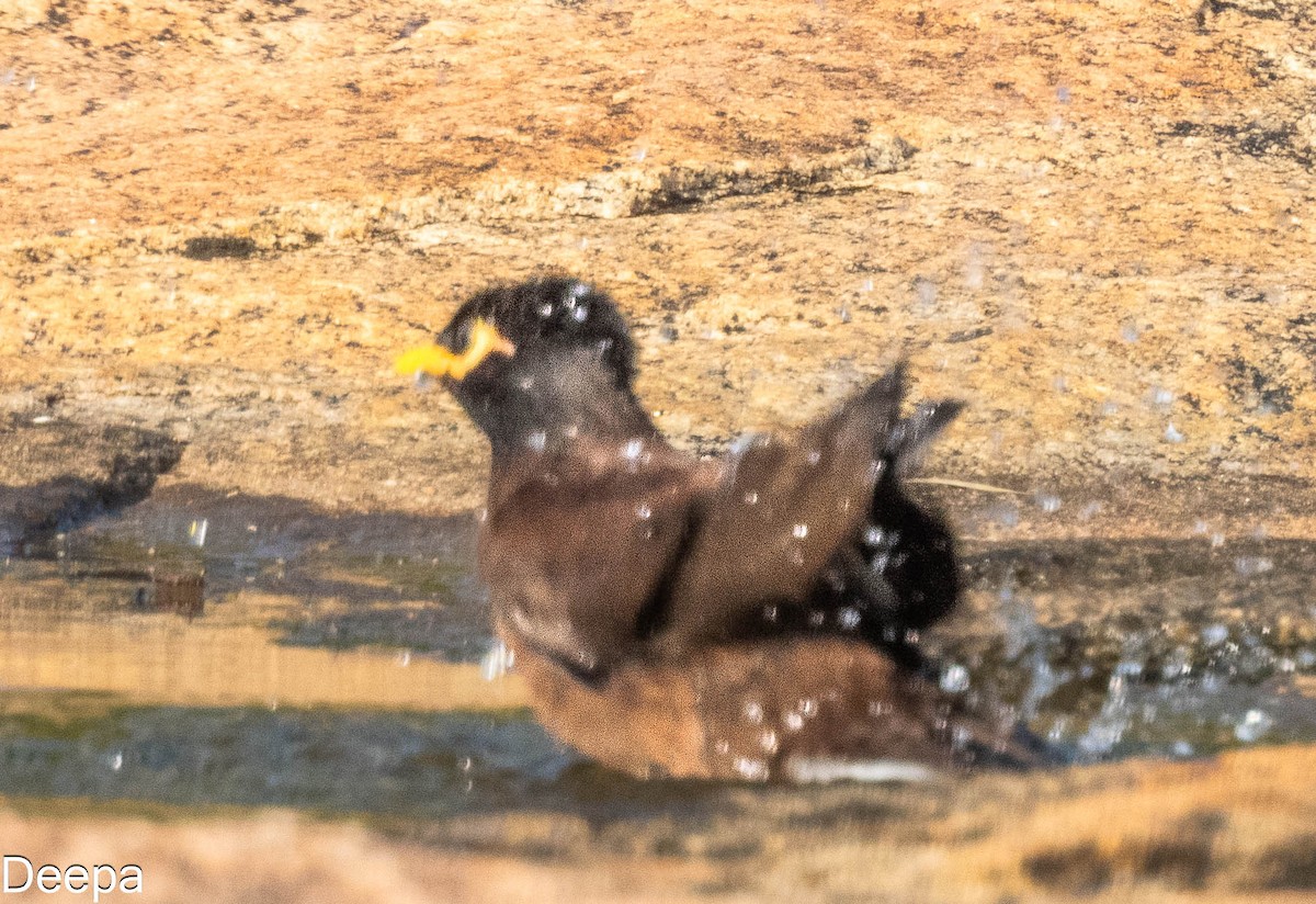 Common Myna - ML620480644