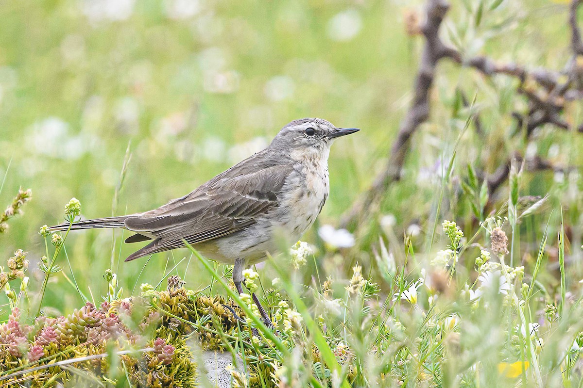 Water Pipit - ML620480645