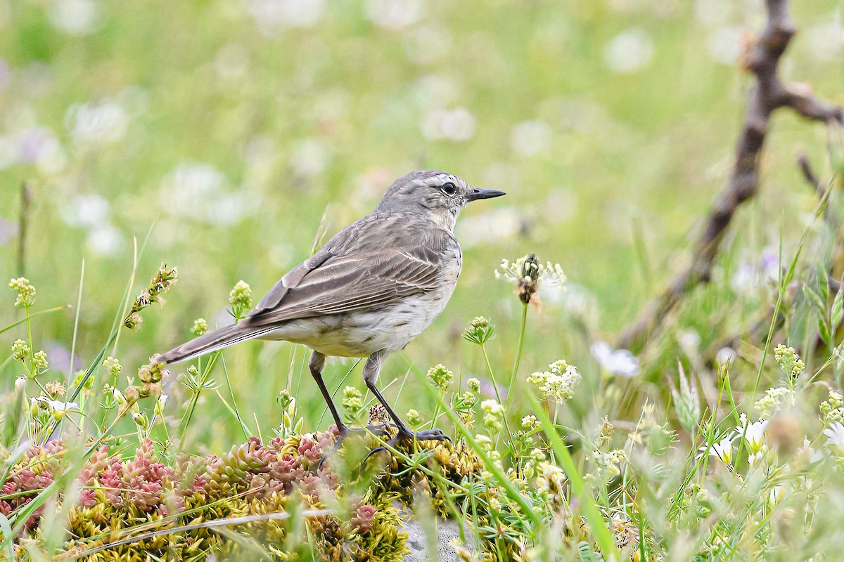 Water Pipit - ML620480646