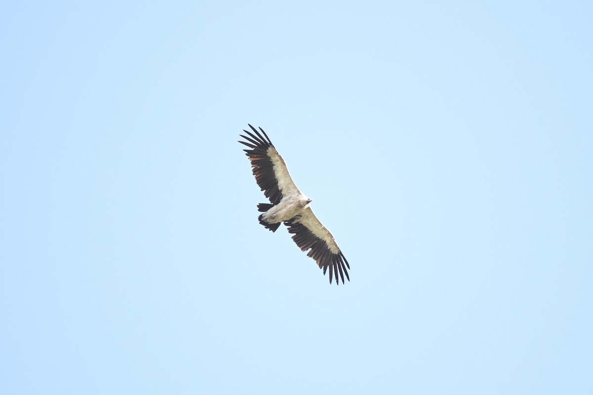 Himalayan Griffon - Aditya Pradhan