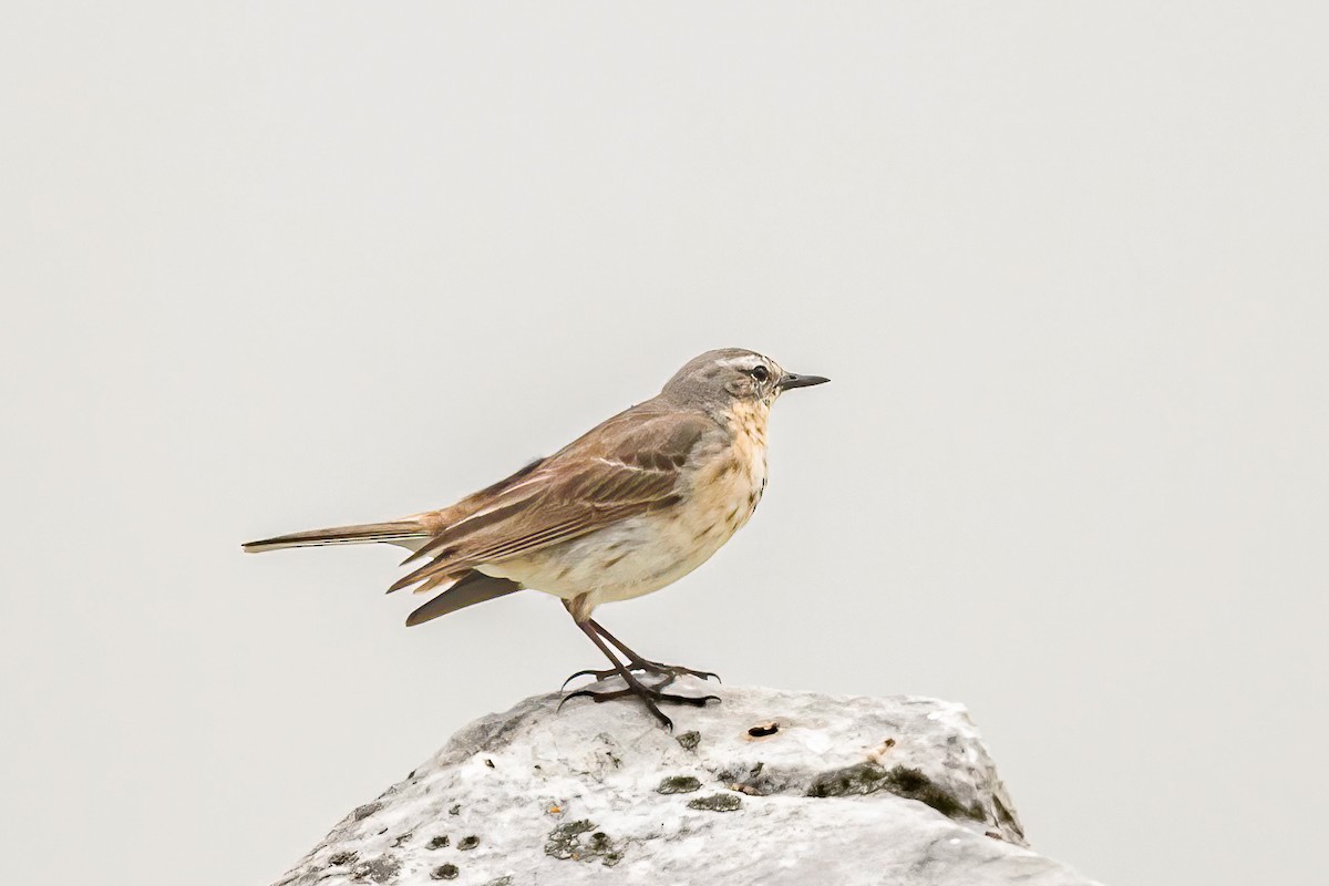 Water Pipit - ML620480649