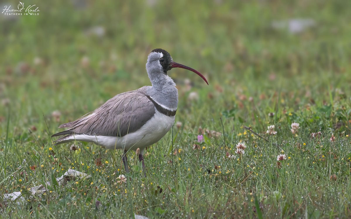 Picoibis - ML620480650