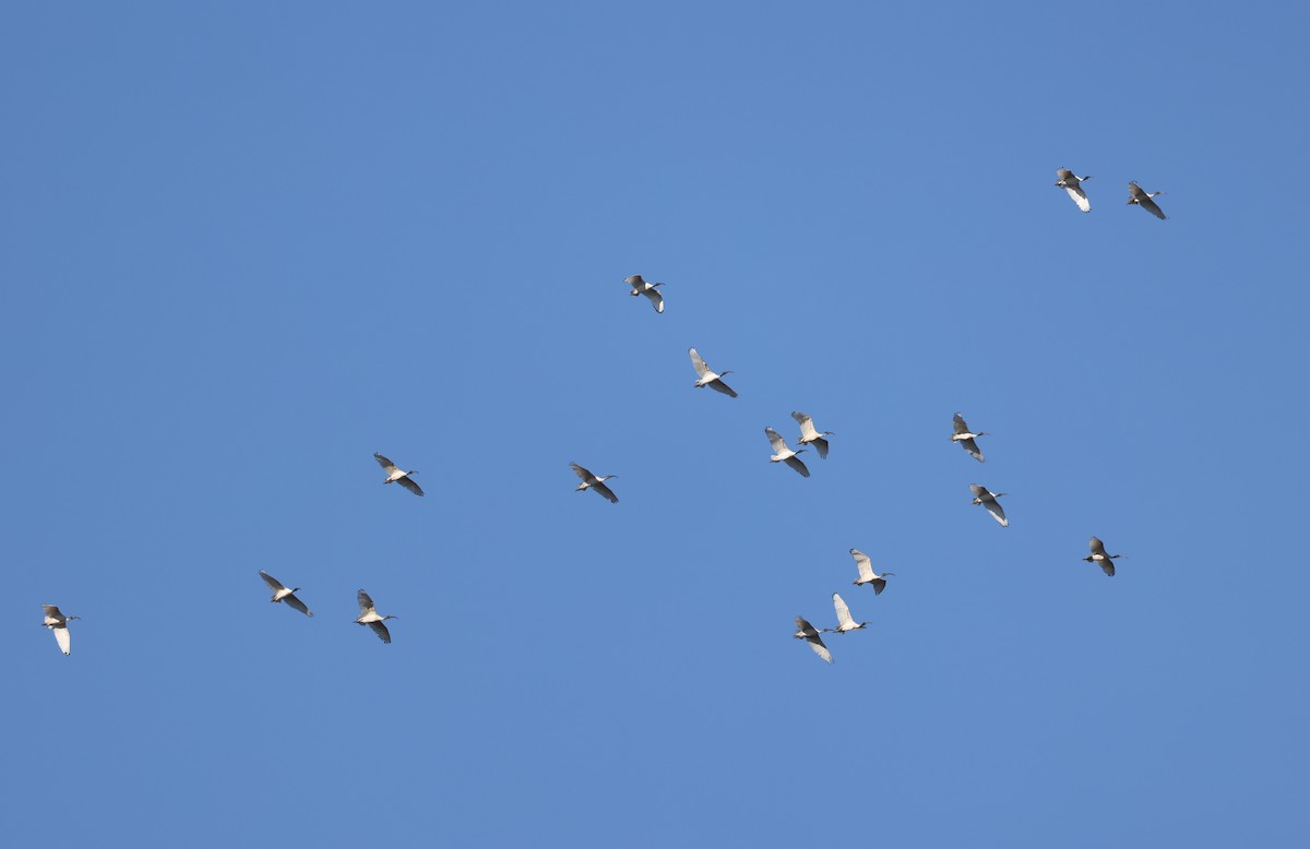 Australian Ibis - Andy Gee